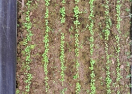 Photo of seedlings