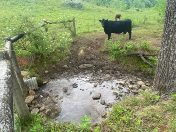 Photo of limited-access watering hole for cattle. 