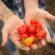 cupped hands hold eight small red and orange peppers