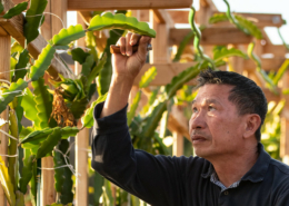 A person reaches and looks upward, at plant leaves on a trellis overhead.