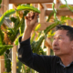 A person reaches and looks upward, at plant leaves on a trellis overhead.