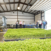 plant starts grow in containers on the floor of a large building, with a group of people on a tour in the background.