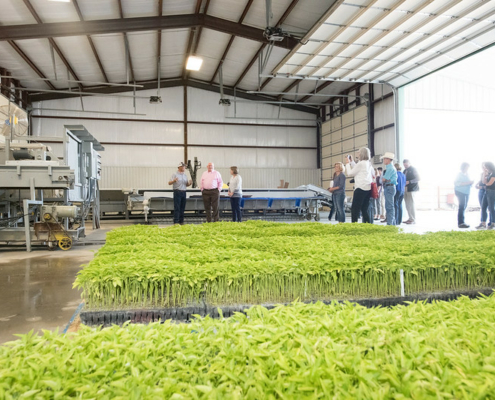 plant starts grow in containers on the floor of a large building, with a group of people on a tour in the background.