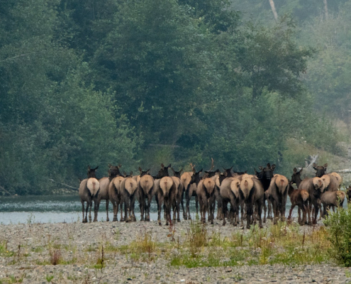 rear view of a herd of elk standing on a riverbank, with steep hillside in the distance