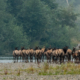 rear view of a herd of elk standing on a riverbank, with steep hillside in the distance