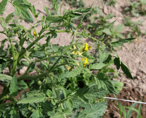 tomato plant with open yellow blossoms, growing in dry brown soil