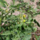 tomato plant with open yellow blossoms, growing in dry brown soil