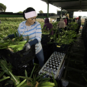 A worker lifts a bin of ears of corn onto a conveyor, in the field with additional workers in the background