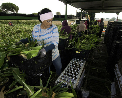 A worker lifts a bin of ears of corn onto a conveyor, in the field with additional workers in the background