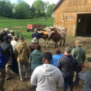 a group of people seen from the back are gathered around a yoke of oxen in front of a wooden barn