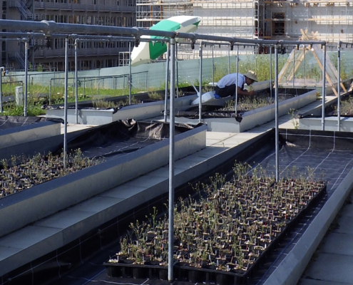 plants grow in containers in raised beds outdoors. A person leans over one of the beds to look at plants.