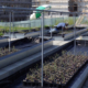 plants grow in containers in raised beds outdoors. A person leans over one of the beds to look at plants.