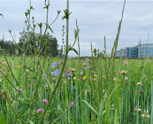 several kinds of flowering plants grow in a field with grain plants, under cloudy sky.