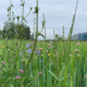 several kinds of flowering plants grow in a field with grain plants, under cloudy sky.