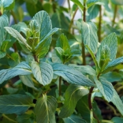 close-up of mint plants