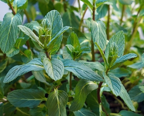 close-up of mint plants