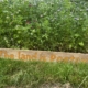 Photo of a sign stating "the land is poetry" next to tall wildflowers