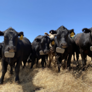 group of black cattle wearing virtual fence collars under blue sky, on pasture