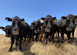 group of black cattle wearing virtual fence collars under blue sky, on pasture