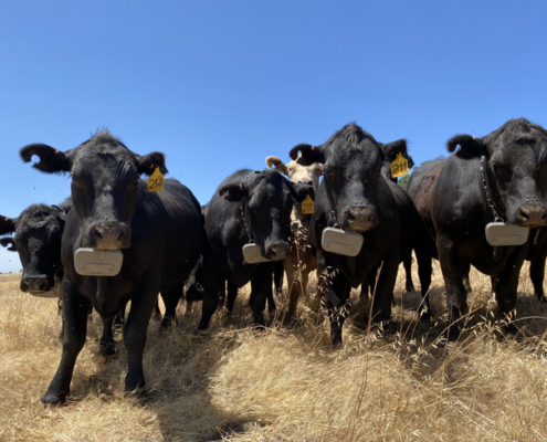 group of black cattle wearing virtual fence collars under blue sky, on pasture