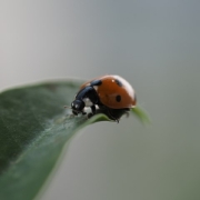 a red ladybug on the tip of a green leaf