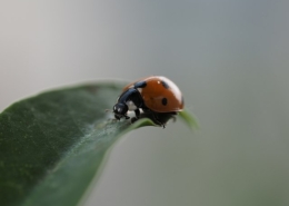 a red ladybug on the tip of a green leaf