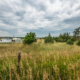 tall grass and wire fence under cloudy sky, with trees and white farm buildings in background