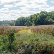 plants grow in an area between two corn fields, with trees and blue sky with clouds in the background