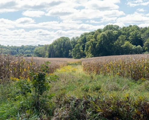 plants grow in an area between two corn fields, with trees and blue sky with clouds in the background