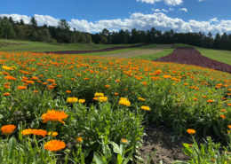 orange flowers growing in a field with forest in the background and blue sky with clouds beyond