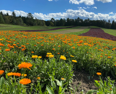 orange flowers growing in a field with forest in the background and blue sky with clouds beyond