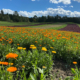 orange flowers growing in a field with forest in the background and blue sky with clouds beyond