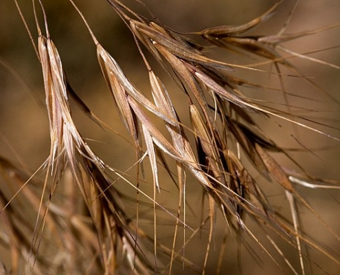 close-up of cheatgrass seeds