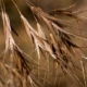 close-up of cheatgrass seeds