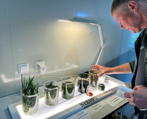 side view of a person looking at a row of beakers with plant material in them