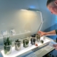 side view of a person looking at a row of beakers with plant material in them