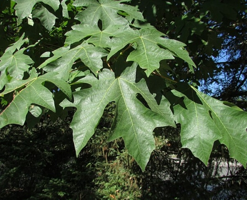 green leaves on a tree, with blue sky behind