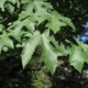 green leaves on a tree, with blue sky behind