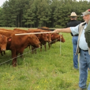 cattle line up at an electric fence while people standing together at right side point toward them with a grazing stick