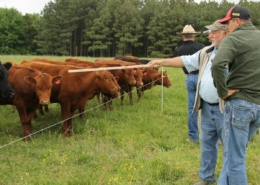 cattle line up at an electric fence while people standing together at right side point toward them with a grazing stick