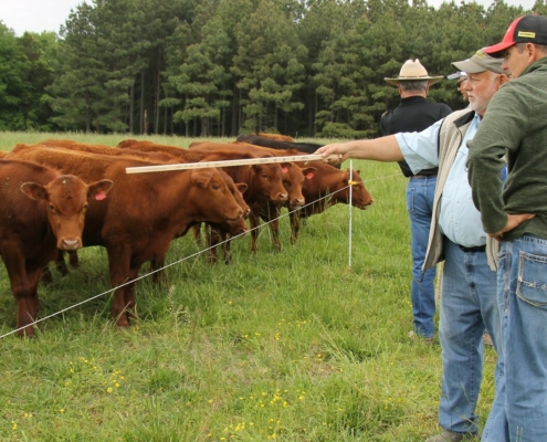 cattle line up at an electric fence while people standing together at right side point toward them with a grazing stick