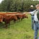 cattle line up at an electric fence while people standing together at right side point toward them with a grazing stick