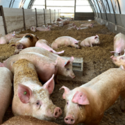 a group of pink pigs inside a hoop house facility