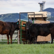 cattle gather around a feeder on a green field with mountains in the background