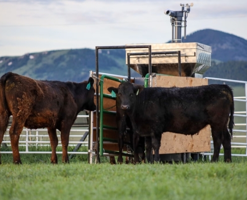 cattle gather around a feeder on a green field with mountains in the background