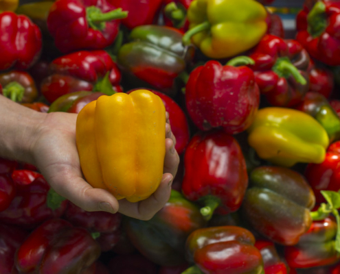 A yellow bell pepper held in a hand in front of a background of red and green peppers.