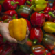 A yellow bell pepper held in a hand in front of a background of red and green peppers.