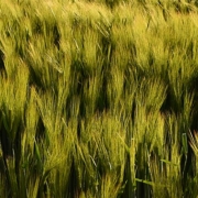 top view of green plants growing outdoors in a field in sunlight