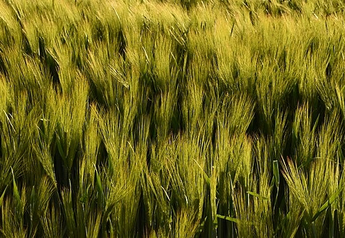 top view of green plants growing outdoors in a field in sunlight