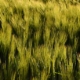 top view of green plants growing outdoors in a field in sunlight